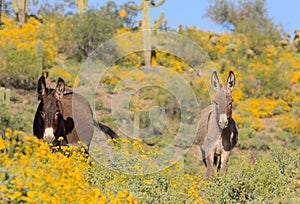 Pair of Wild Burros in Spring