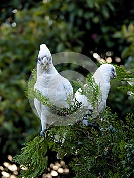 Pair of wild Corellas Licmetis feasting and playing on a tree branch