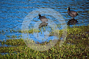 Pair of wild ducks on Lake Villarrica