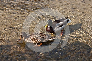 Pair of wild ducks, mallards, swiming in pond