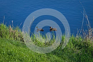 A pair of wild ducks swims down the river on a sunny summer day