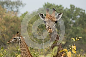 A pair of wild giraffes in Senegal, Africa