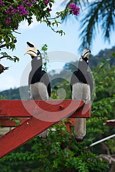 Pair of wild Hornbills perched on pagoda