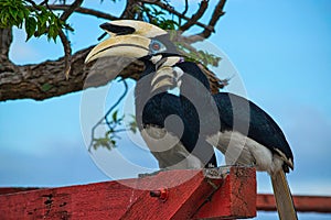 Pair of wild Hornbills perched on pagoda
