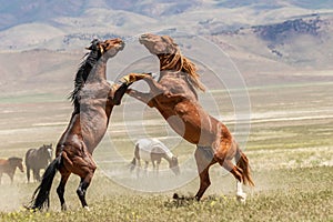 Pair of Wild Horse Stallions Fighting in the Desert