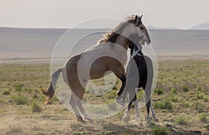 Pair of Wild Horse Stallions Fighting in Spring in the Utah Desert