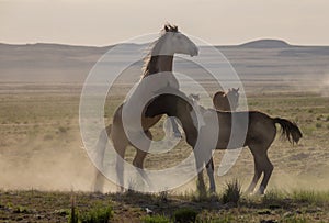 Pair of Wild Horse Stallions Fighting in Springtime in the Utah Desert
