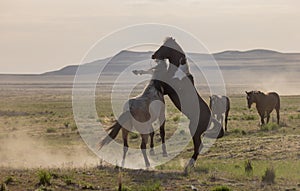 Pair of Wild Horse Stallions Fighting in the Utah Desert