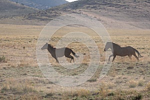 Pair of Wild Horse Stallions Running