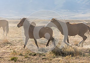 Pair of Wild Horse Stallions Running
