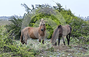 A pair of wild horses on Delft Island in Sri Lanka.