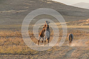 Pair of Wild Horses Fighting