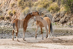 Pair of Wild Horses Fighting