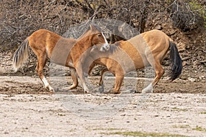 Pair of Wild Horses Fighting in the Arizona Desert