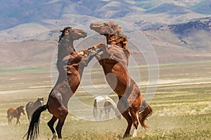 Pair of Wild Horses Fighting in Summer