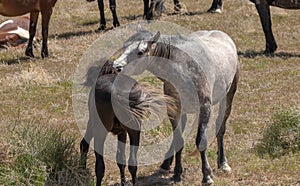 Pair of Wild Horses Grooming in Utah
