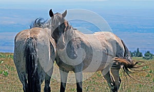 Pair of Wild Horses on Pryor Mountain in Montana