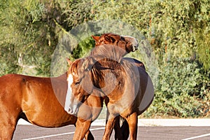 A pair of wild horses from the Salt River herd in Tonto Nation Forest