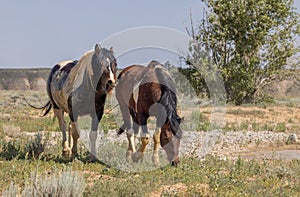 Pair of Wild Horses in Summer in the Wyoming Desert