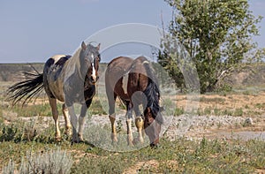 Pair of Wild Horses in the Wyoming Desert in Summer