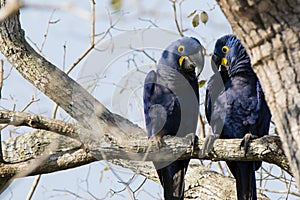 Pair of Wild Hyacinth Macaws Holding Conversation