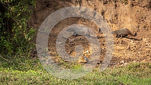 A pair of wild Indian grey mongeese