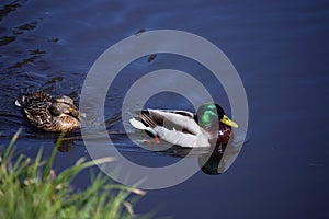 Pair of wild Mallard Ducks on the lake`s calm, mirror-like water