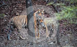 Pair of wild, mating  Bengal tigers, Panthera tigris  in its natural environment. Big tiger and smaller tigress together. You can