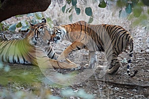 Pair of wild, mating  Bengal tigers, Panthera tigris  in its natural environment. Big tiger and smaller tigress together. You can