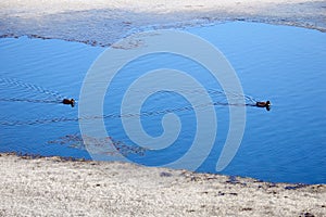 A pair of wild migratory ducks stopped to rest on the water. Spring. Migratory Mallard.