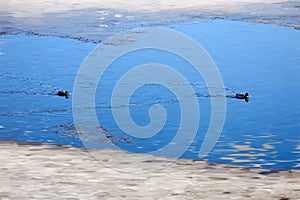 A pair of wild migratory ducks stopped to rest on the water. Spring. Migratory Mallards swim between the ice floes. Watercolor