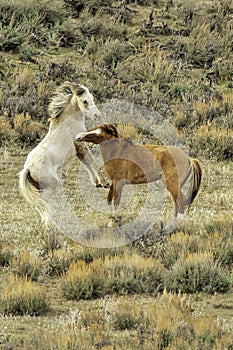 A Pair of Wild Mustangs Sparring in the Colorado High Desert