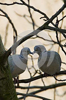 A pair of wild pigeons sitting on a branch