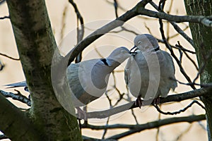 A pair of wild pigeons sitting on a branch