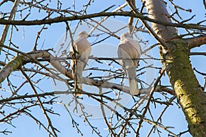 A pair of wild pigeons on a tree branch.