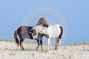 A Pair of Wild Ponies Caressing