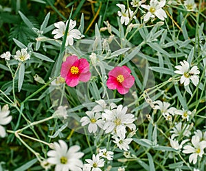 pair of wild red flowers