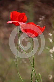 A pair of wild red poppy flowers in the meadow seen up close