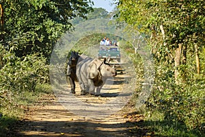 Pair of wild rhinos walking and being watched by tourists during jeep safari