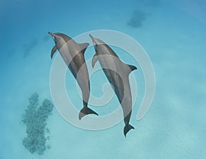 Pair of wild spinner dolphins