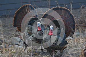 Pair Of Wild Turkey Gobblers Displaying Feathers