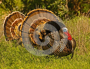 Pair of Wild Turkey Gobblers show off their beauty in full strut ng season photo