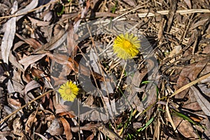 Pair of wild Tussilago farfara flowers in early spring meadow