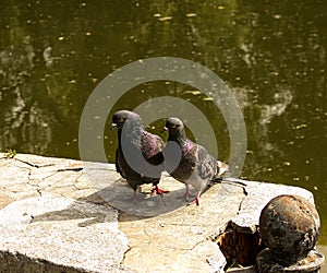 A pair of wild, urban pigeons Columba livia domesica in the period of courtship