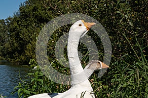 Pair of wild white geese portrait, standing on shore of a pond in summer.