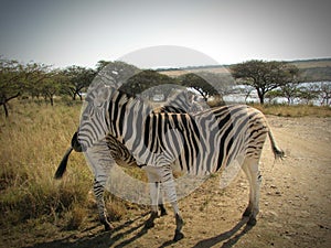 A pair of wild zebra in nature reserve