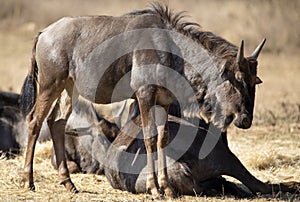 Pair of wildebeest enjoying the African savannah of the Pilanesberg National Park in South Africa