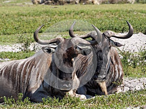 Pair Wildebeest Resting in Grass