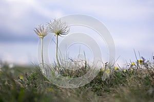 Pair of wildflowers in spring meadow. Perfect anemone, Pulsatilla taurica, Ranunculaceae, wild meadow mountain flowers in may. 