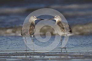 Pair of Willets looking skyward in winter